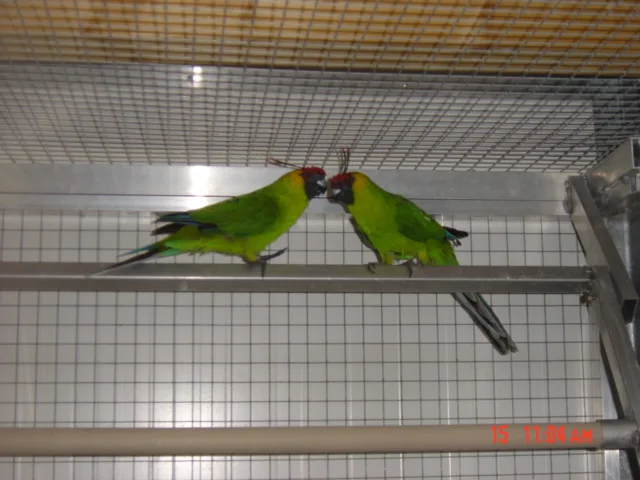 翎冠鹦鹉（Eunymphicus cornutus）