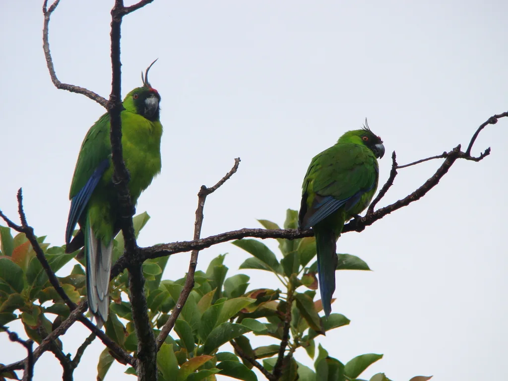 乌岛翎冠鹦鹉(Eunymphicus uvaeensis)
