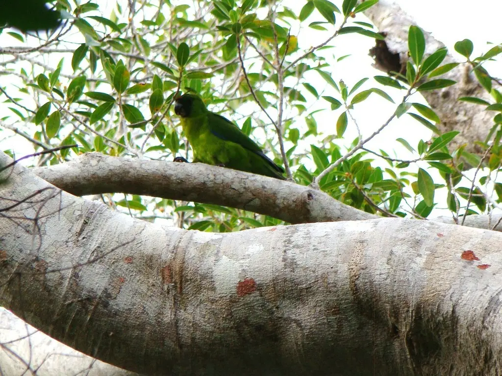 乌岛翎冠鹦鹉(Eunymphicus uvaeensis)