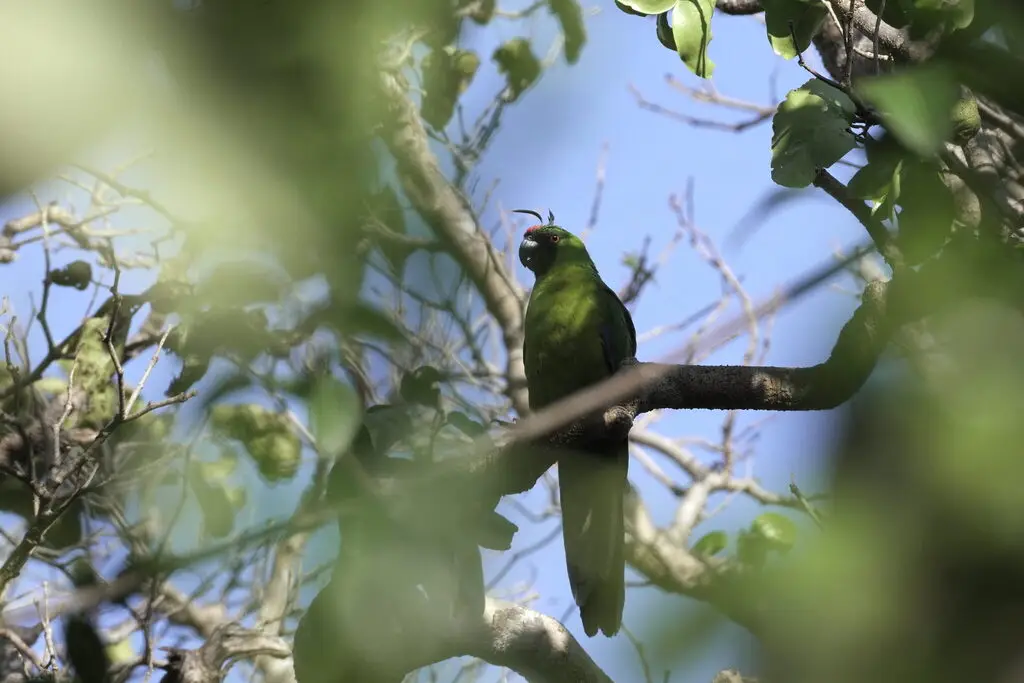乌岛翎冠鹦鹉(Eunymphicus uvaeensis)