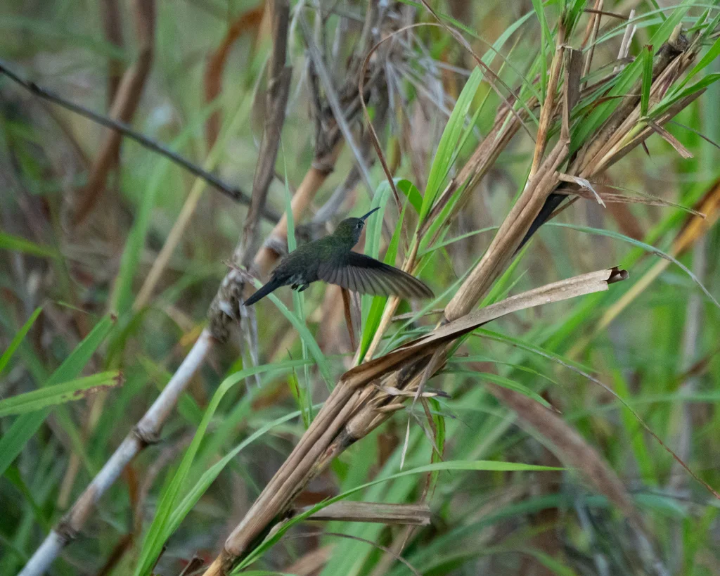 暗色刀翅蜂鸟(Eupetomena cirrochloris)