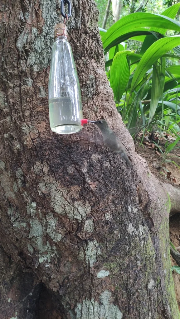 暗色刀翅蜂鸟(Eupetomena cirrochloris)