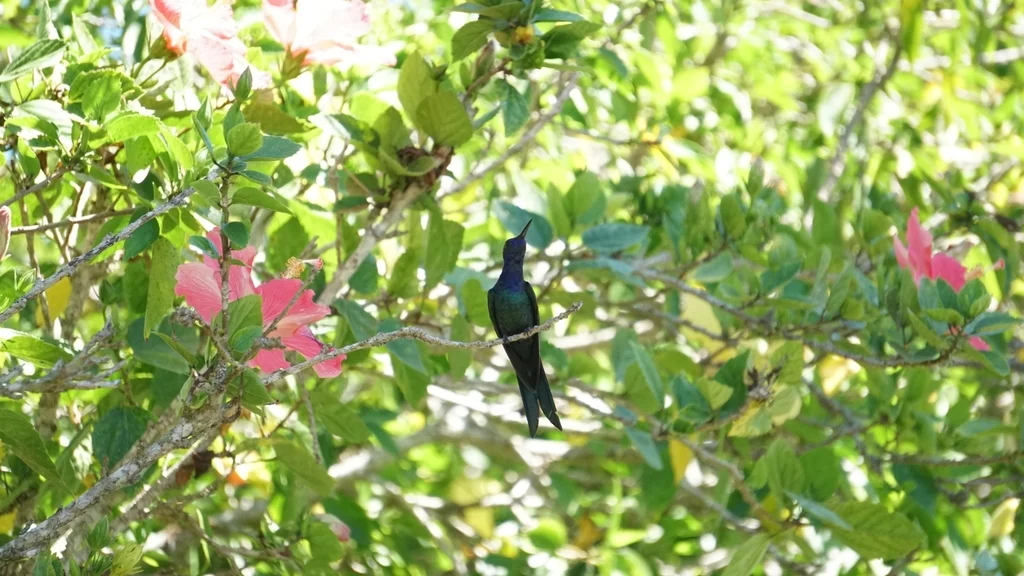燕尾刀翅蜂鸟(Eupetomena macroura)
