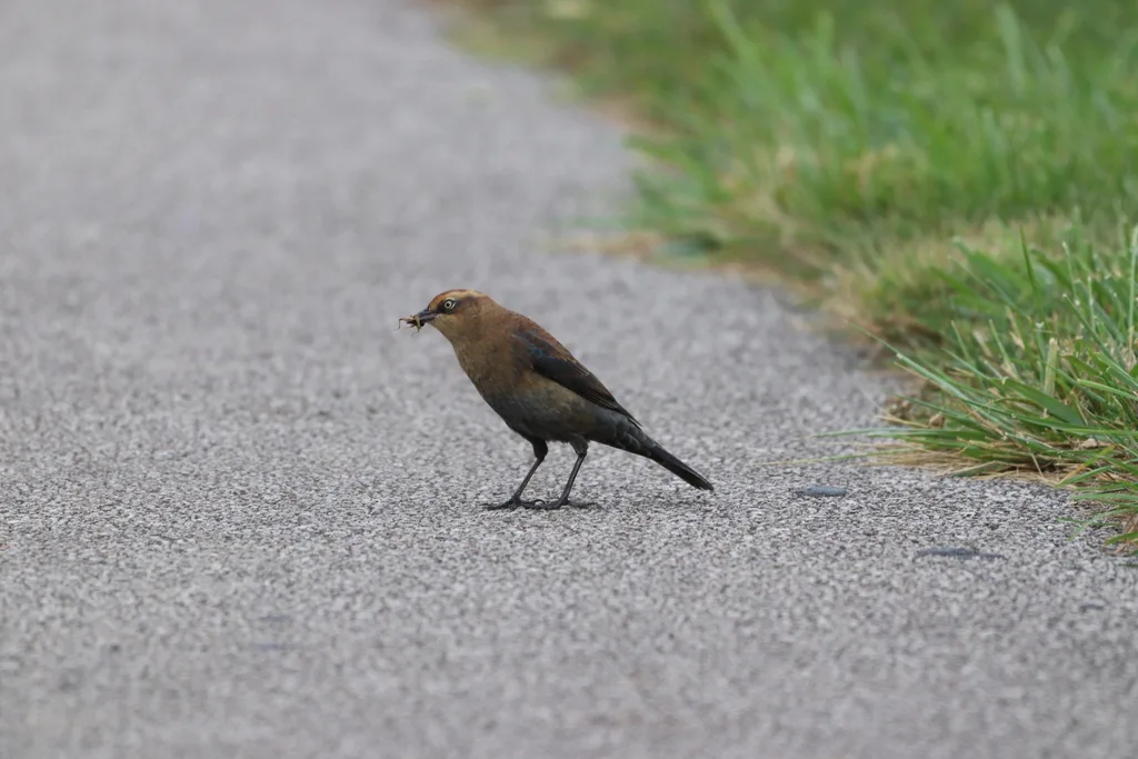 锈色黑鹂(Euphagus carolinus)