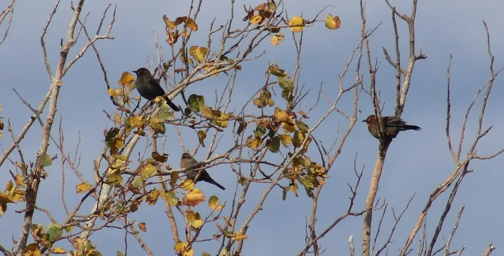 锈色黑鹂(Euphagus carolinus)