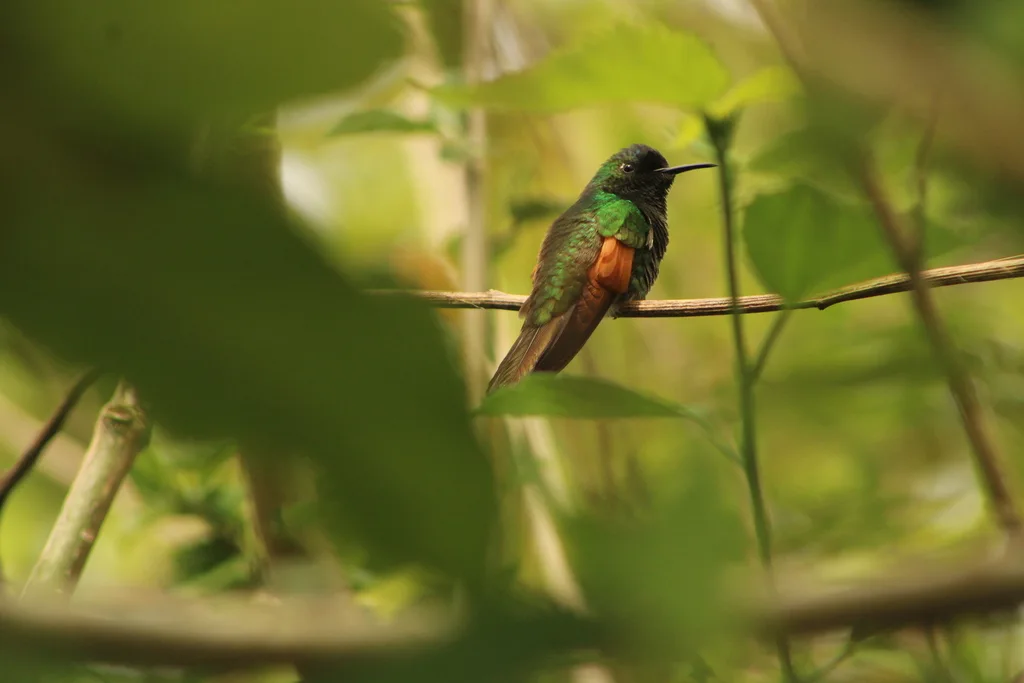 蓝顶蜂鸟(Eupherusa cyanophrys)