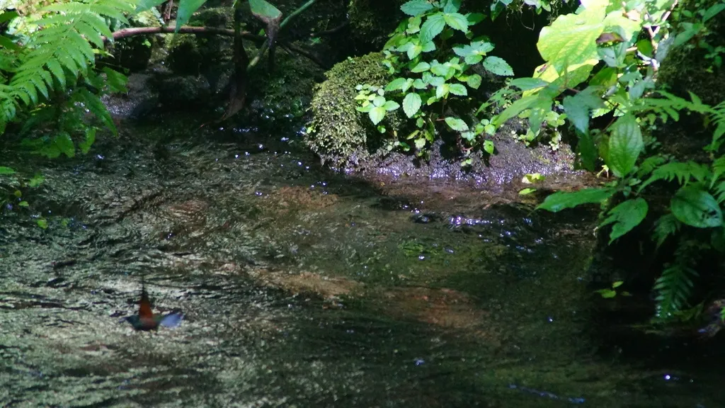 蓝顶蜂鸟(Eupherusa cyanophrys)