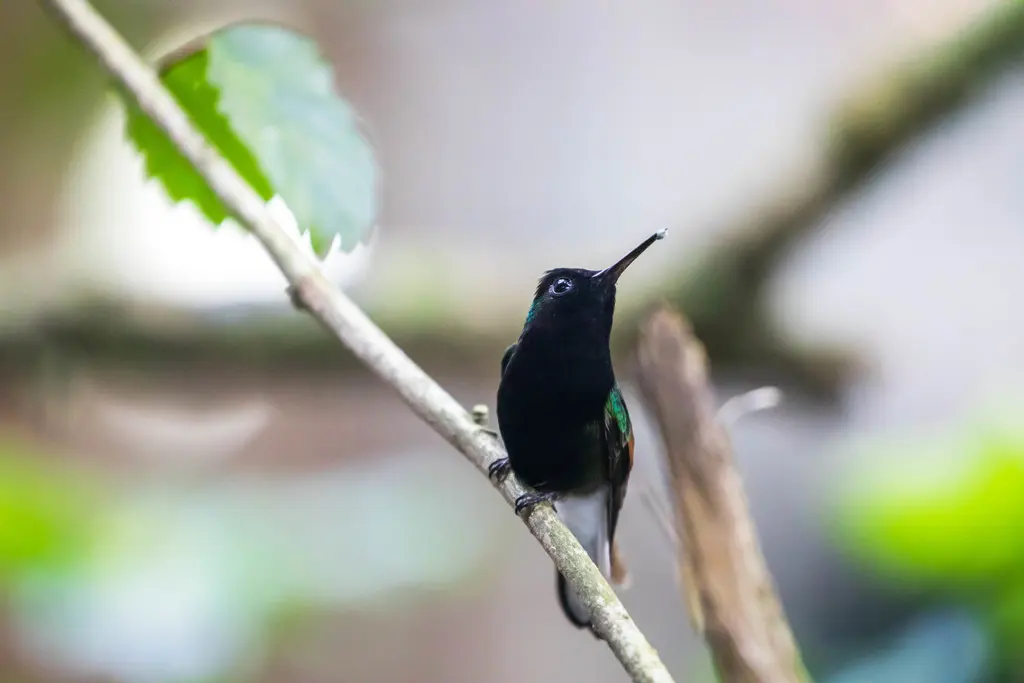 黑腹蜂鸟(Eupherusa nigriventris)