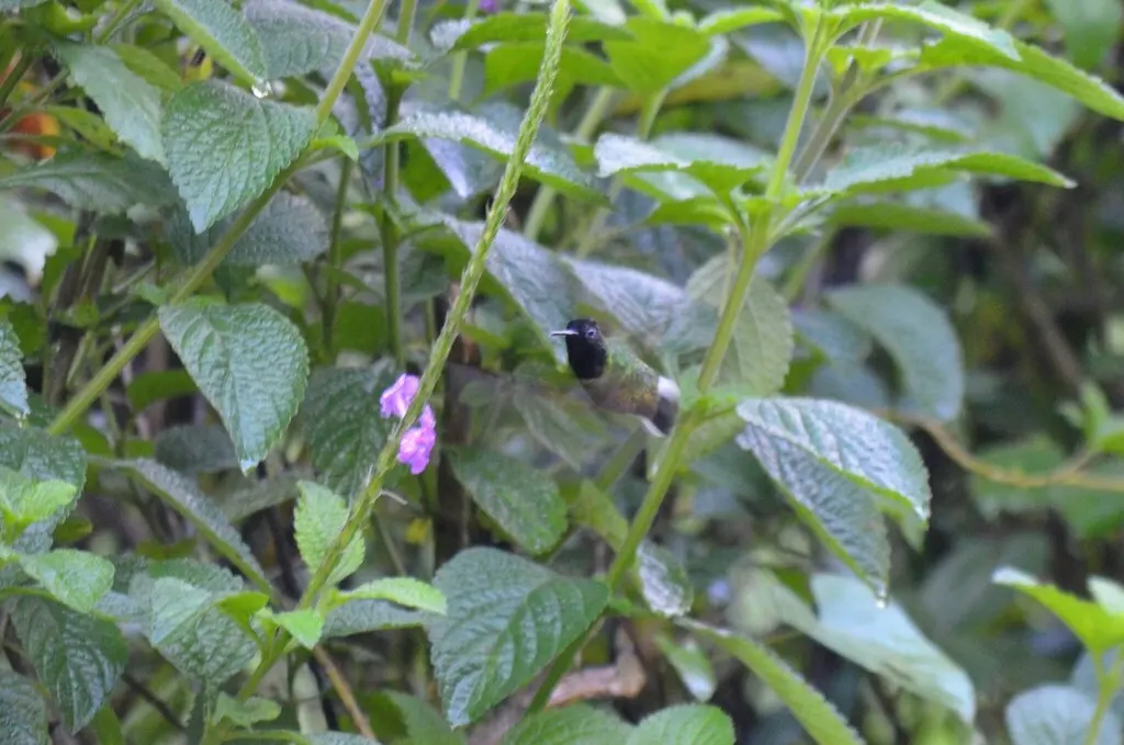 黑腹蜂鸟(Eupherusa nigriventris)