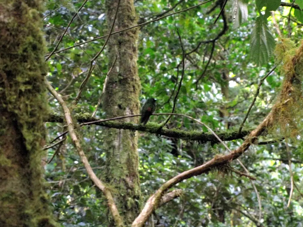 黑腹蜂鸟(Eupherusa nigriventris)