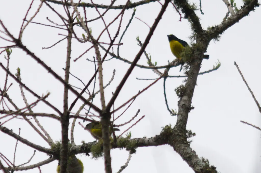 绿喉歌雀(Euphonia chalybea)