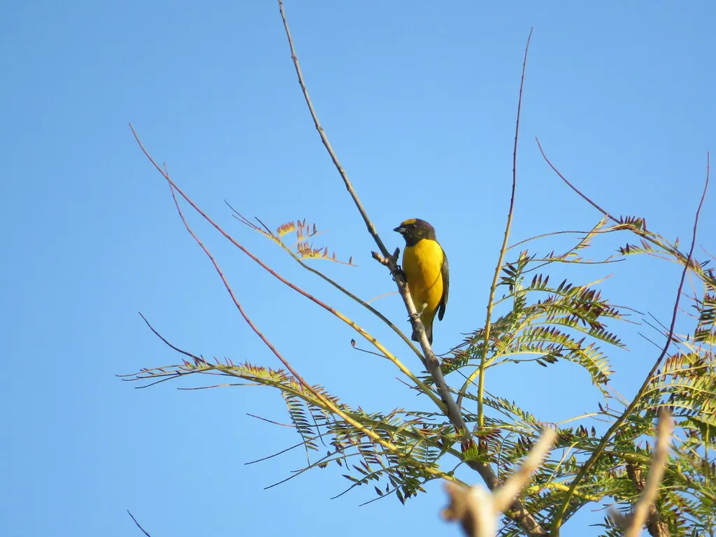 紫喉歌雀(Euphonia chlorotica)
