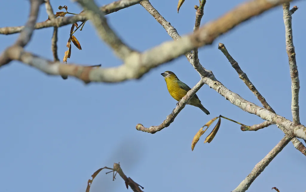 金腹歌雀(Euphonia chrysopasta)