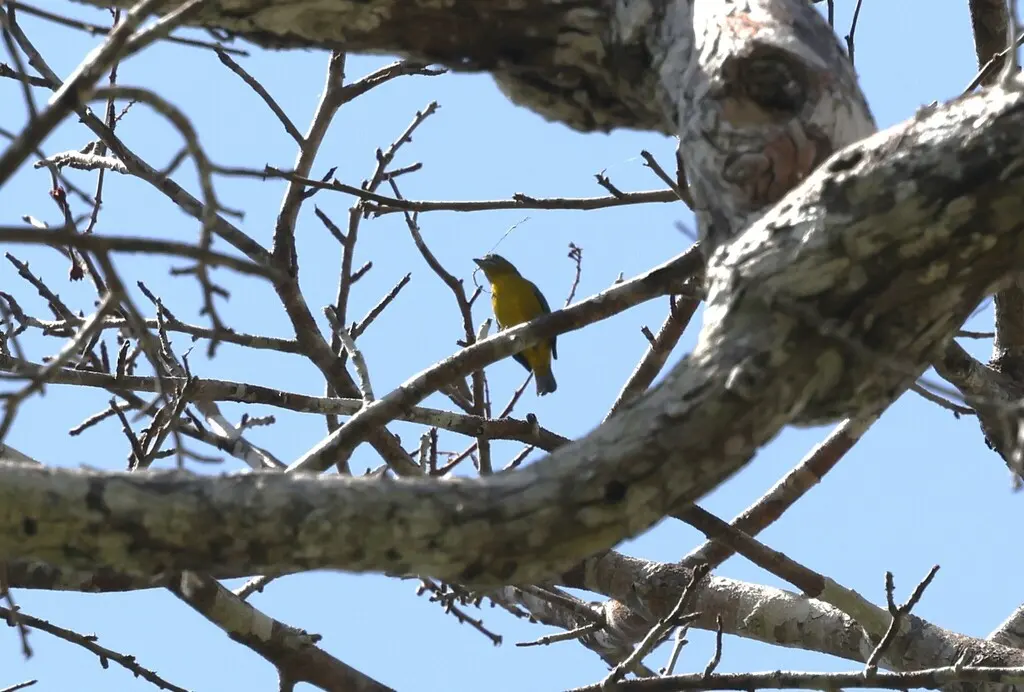 金腹歌雀(Euphonia chrysopasta)