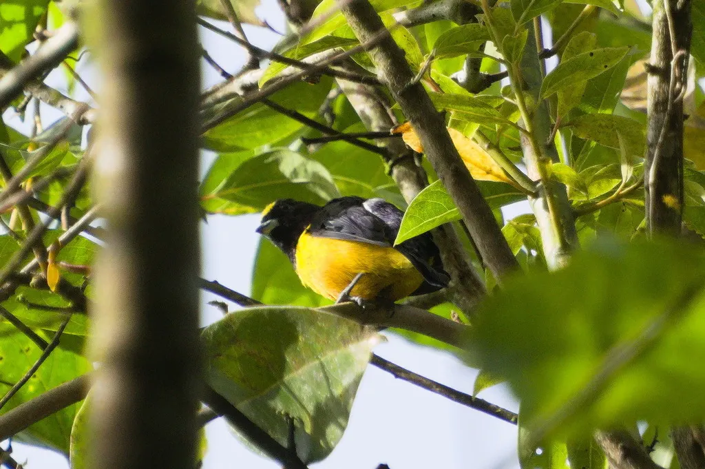 绒额歌雀(Euphonia concinna)