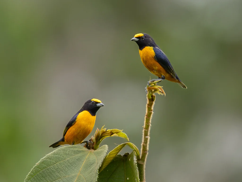 芬氏歌雀(Euphonia finschi)