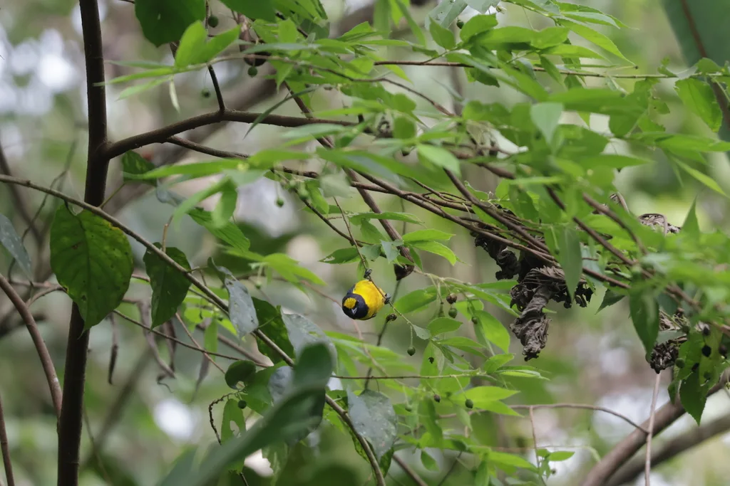 褐臀歌雀(Euphonia fulvicrissa)
