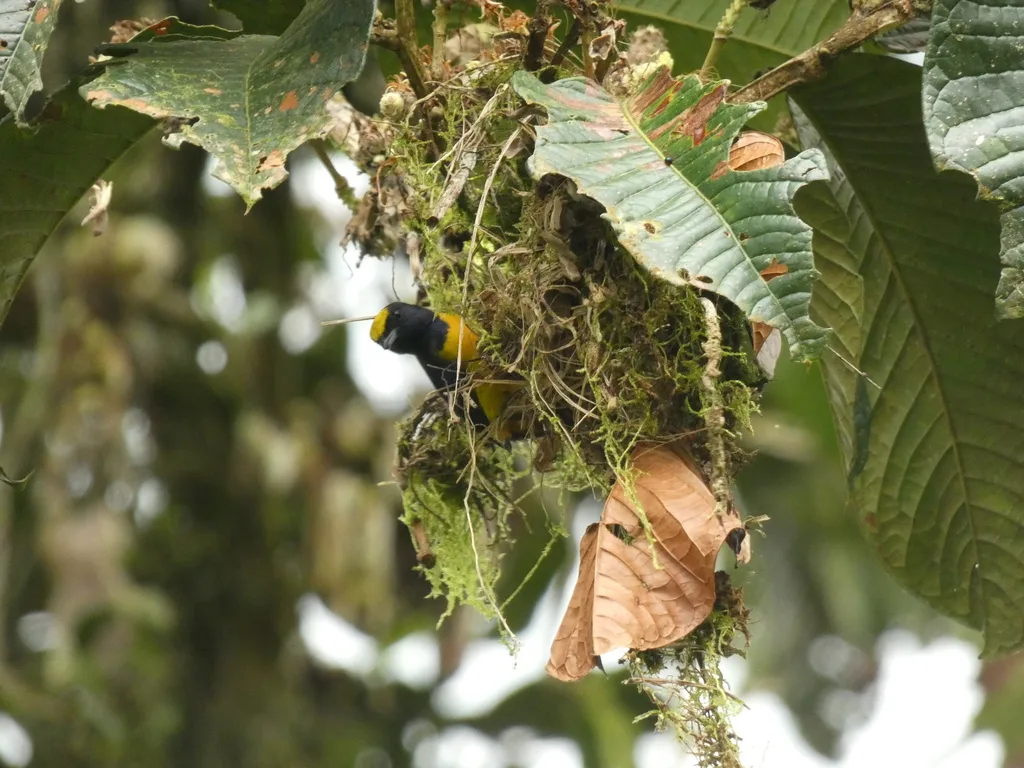 褐臀歌雀(Euphonia fulvicrissa)