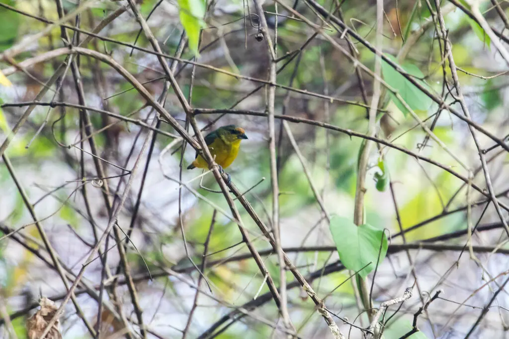 褐臀歌雀(Euphonia fulvicrissa)