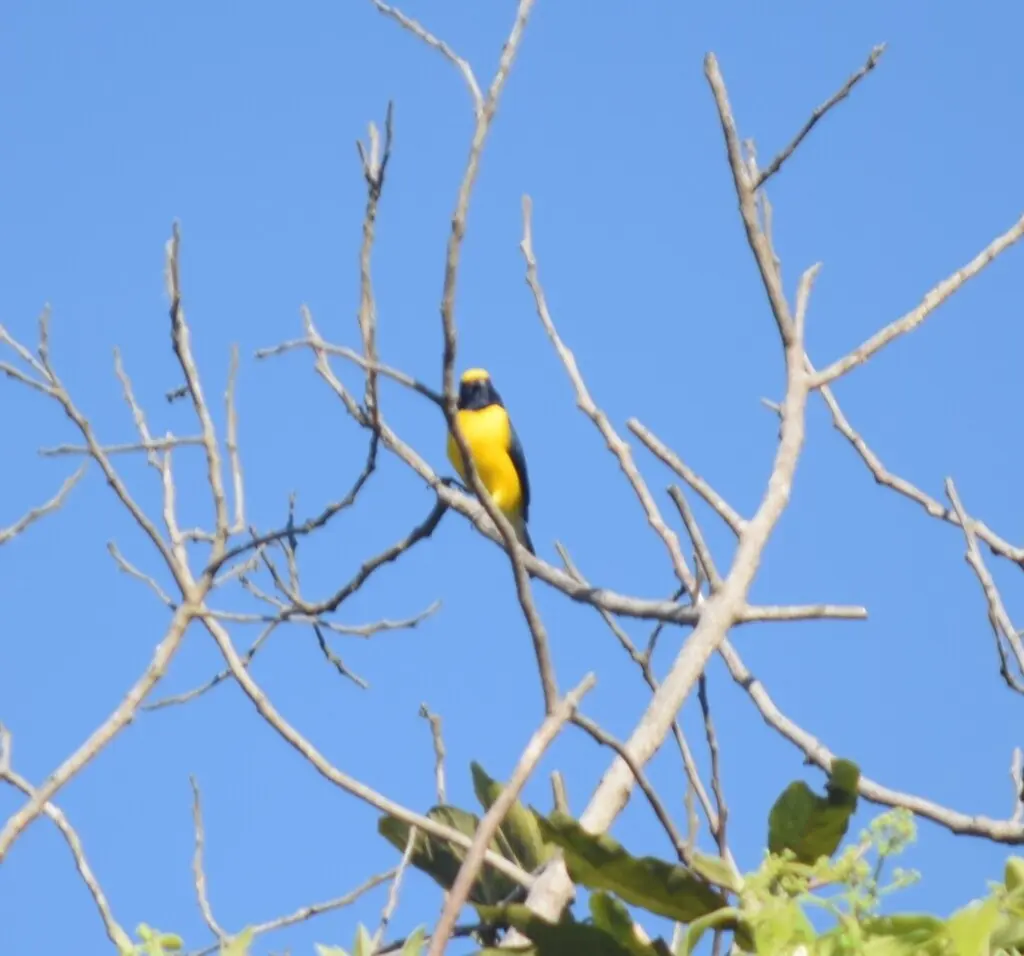 墨西哥歌雀(Euphonia godmani)