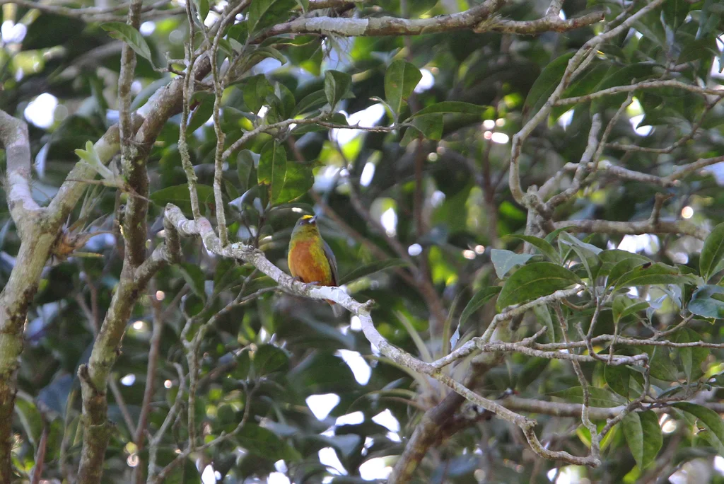 绿背歌雀(Euphonia gouldi)