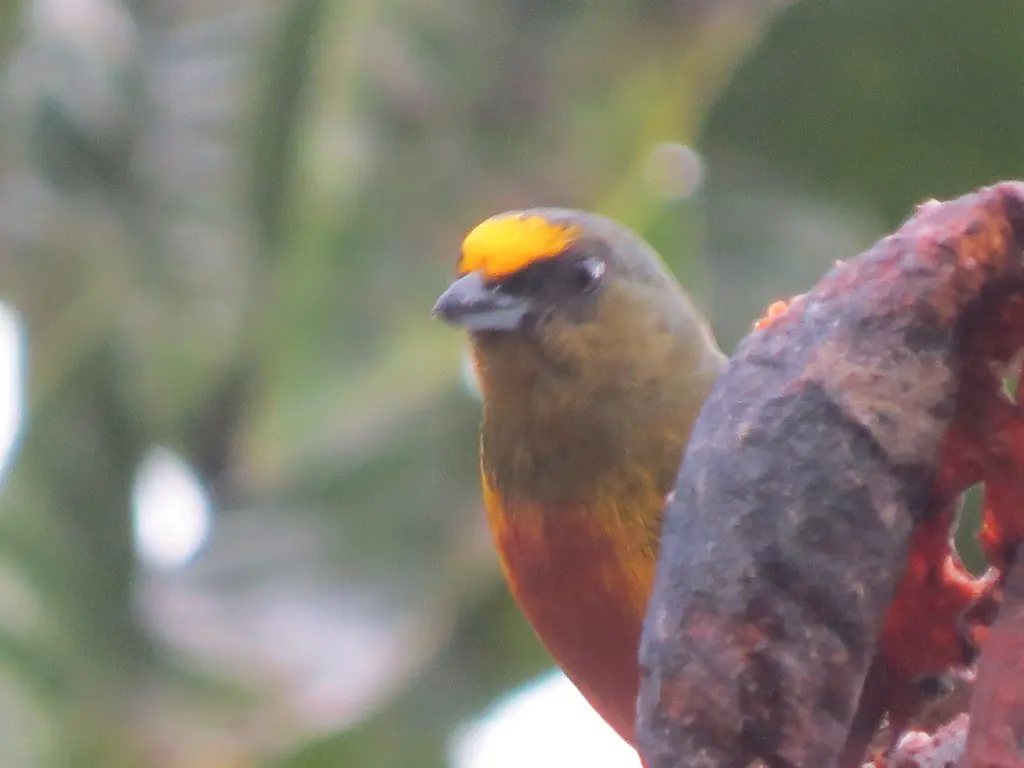 绿背歌雀(Euphonia gouldi)