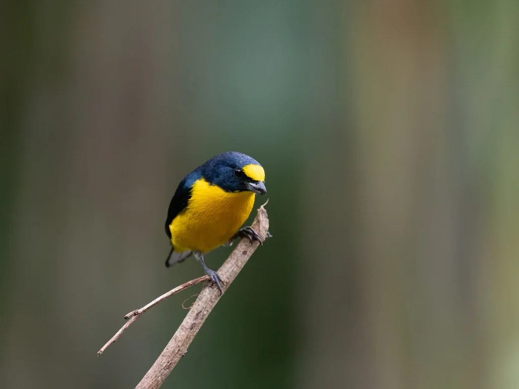 黄喉歌雀(Euphonia hirundinacea)