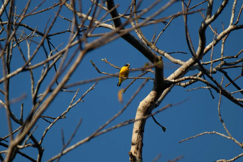 黄喉歌雀(Euphonia hirundinacea)