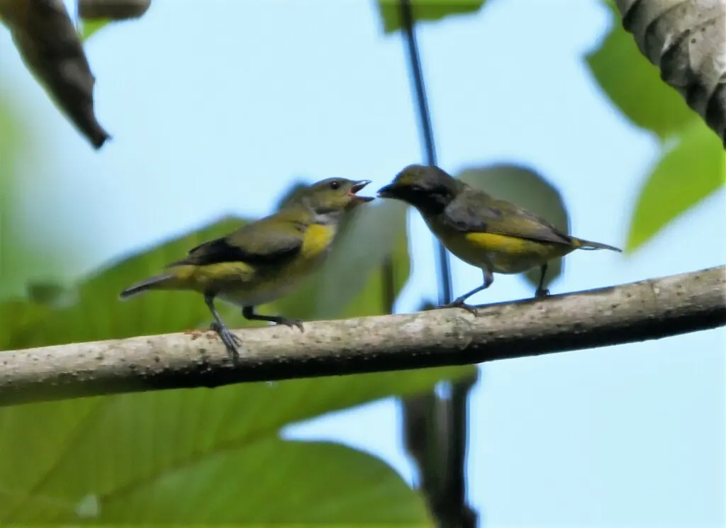黄喉歌雀(Euphonia hirundinacea)