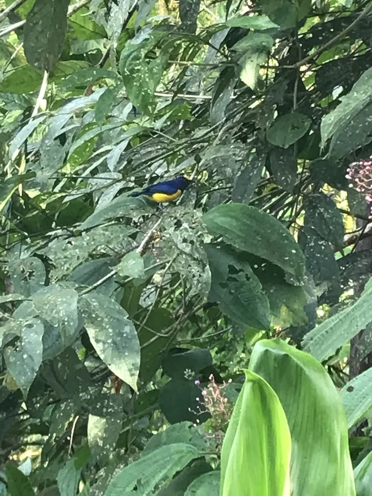 斑冠歌雀(Euphonia imitans)