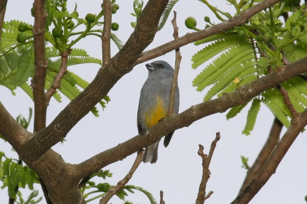 牙买加歌雀(Euphonia jamaica)