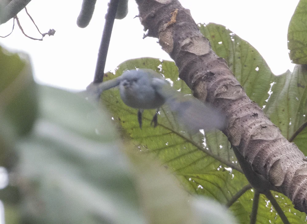 牙买加歌雀(Euphonia jamaica)