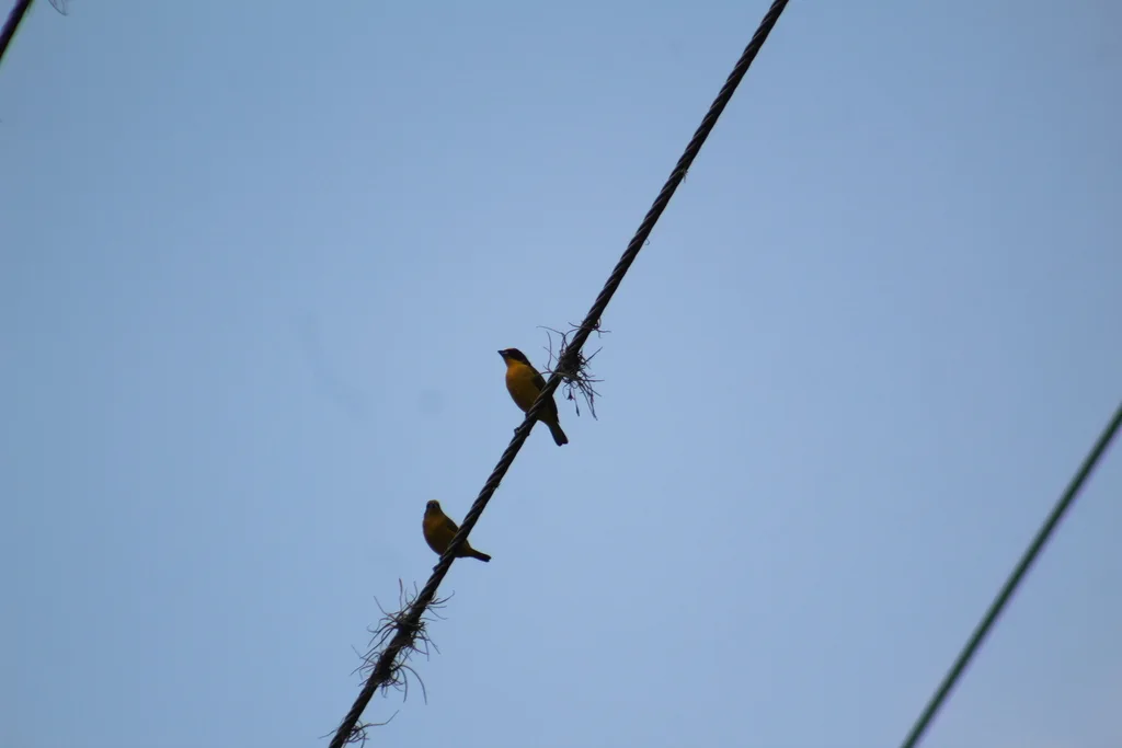 厚嘴歌雀(Euphonia laniirostris)