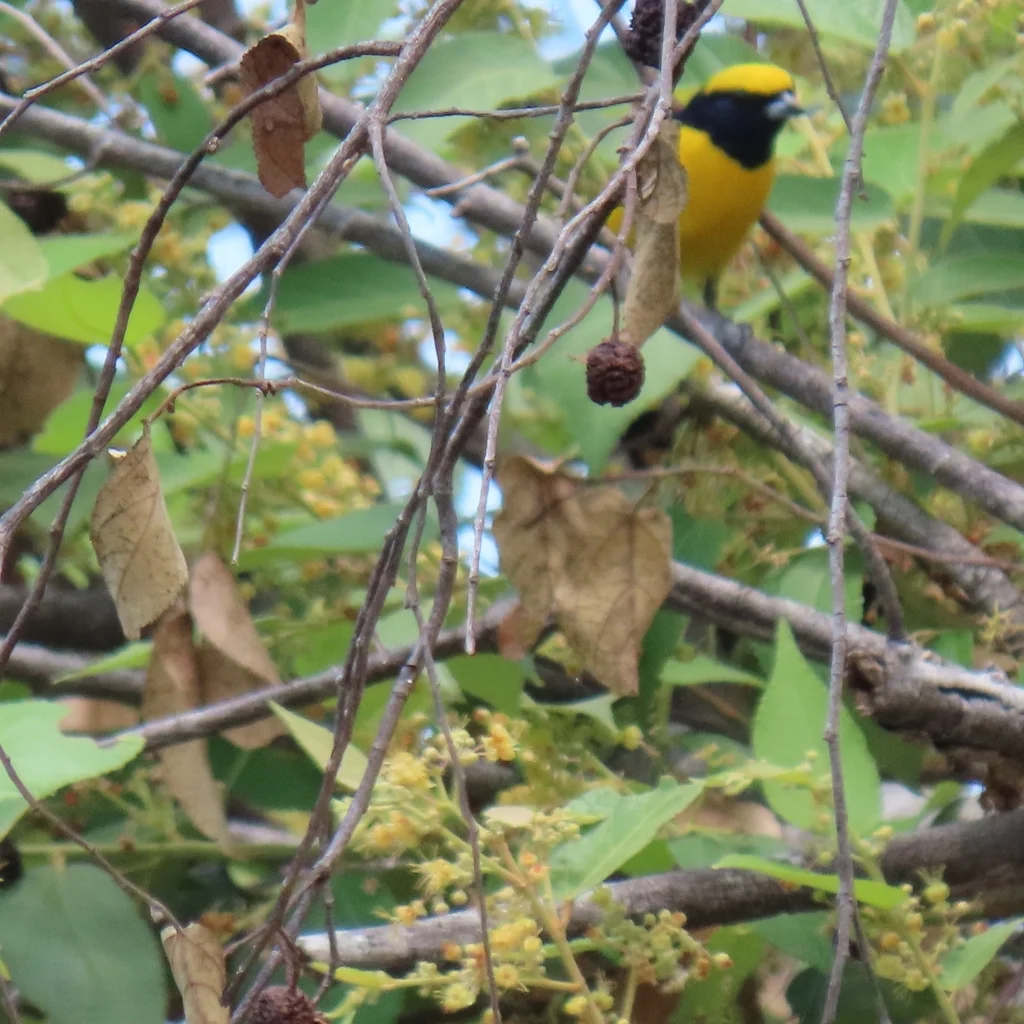 黄冠歌雀(Euphonia luteicapilla)