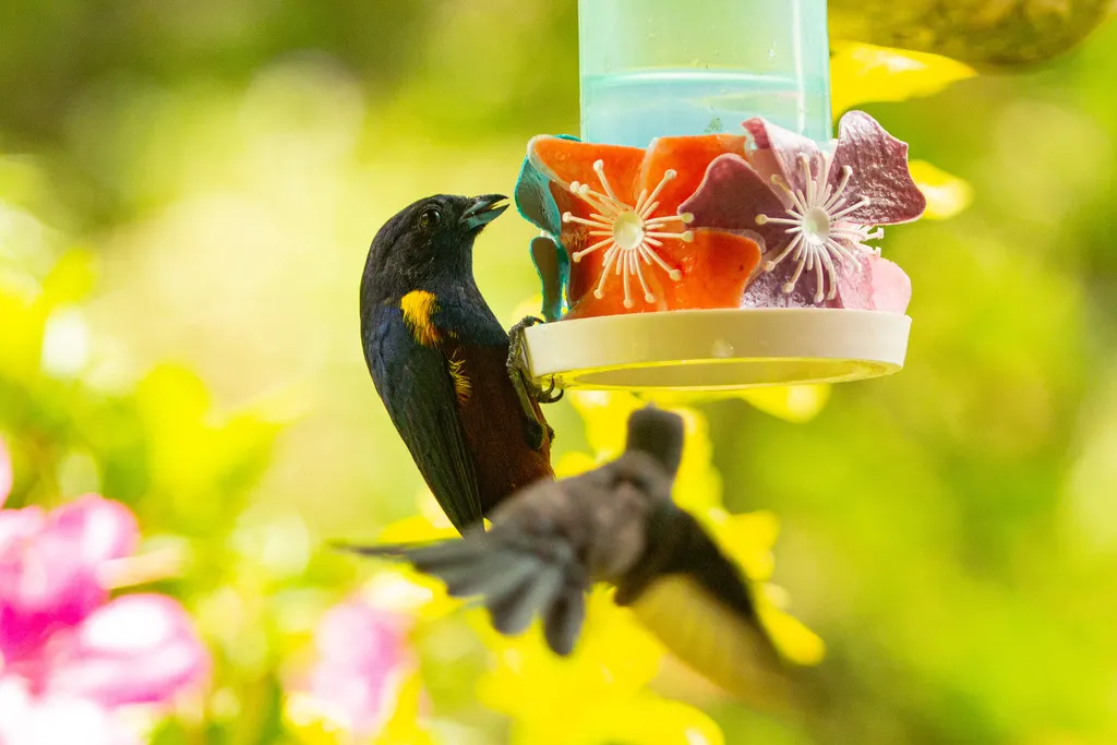 栗腹歌雀(Euphonia pectoralis)