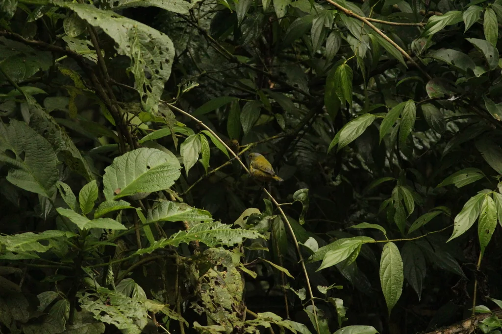栗腹歌雀(Euphonia pectoralis)