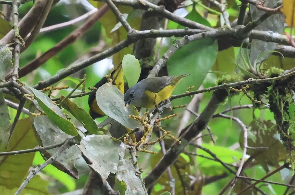 铅灰歌雀(Euphonia plumbea)