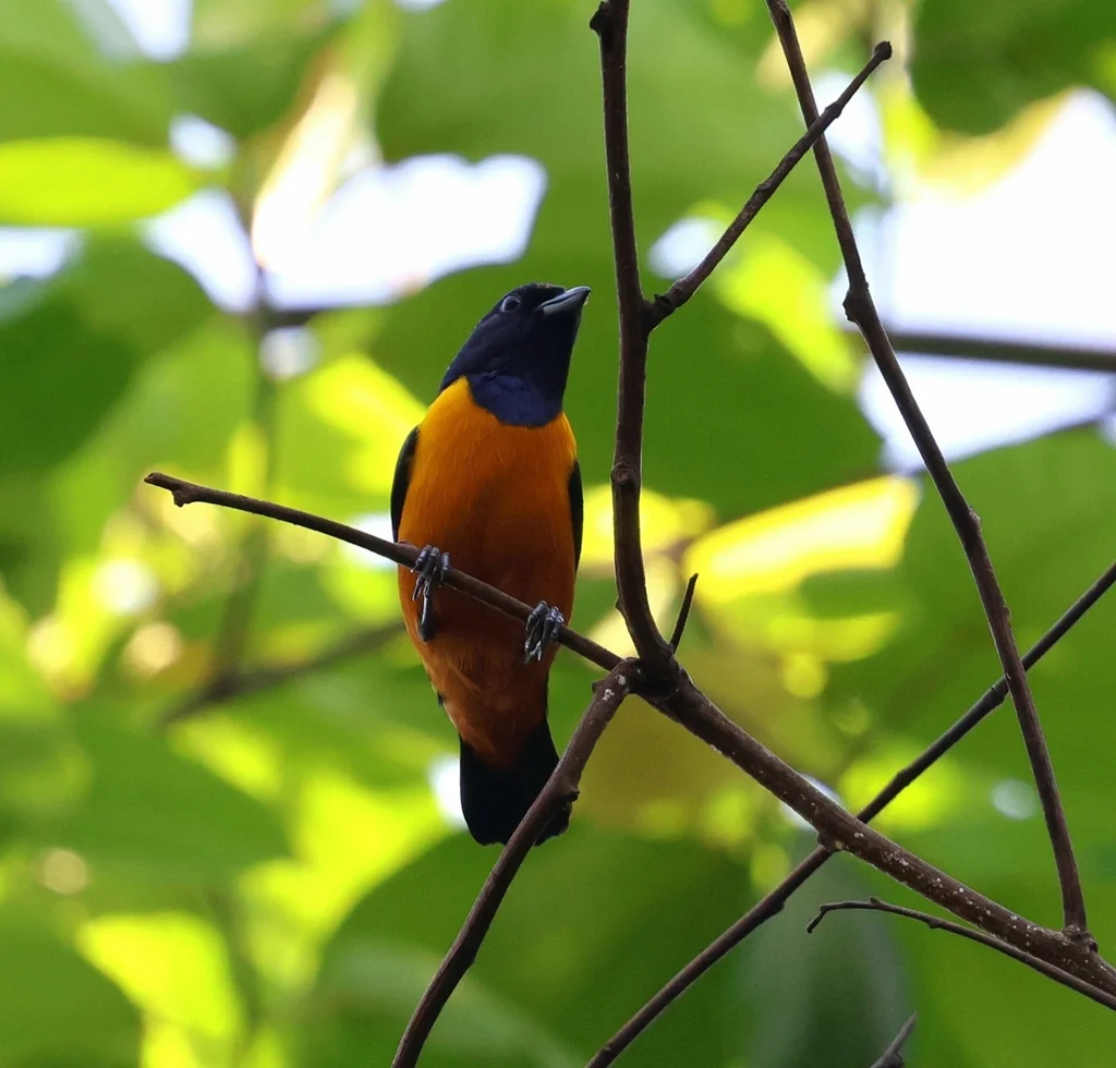 棕腹歌雀(Euphonia rufiventris)