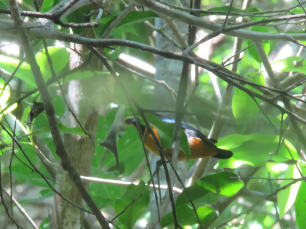 棕腹歌雀(Euphonia rufiventris)