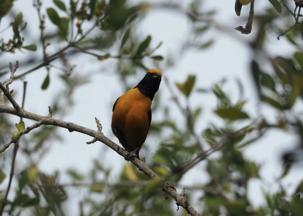 橙冠歌雀(Euphonia saturata)