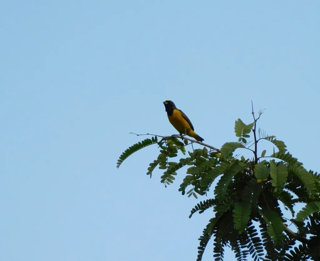 特立尼达歌雀（Euphonia trinitatis）
