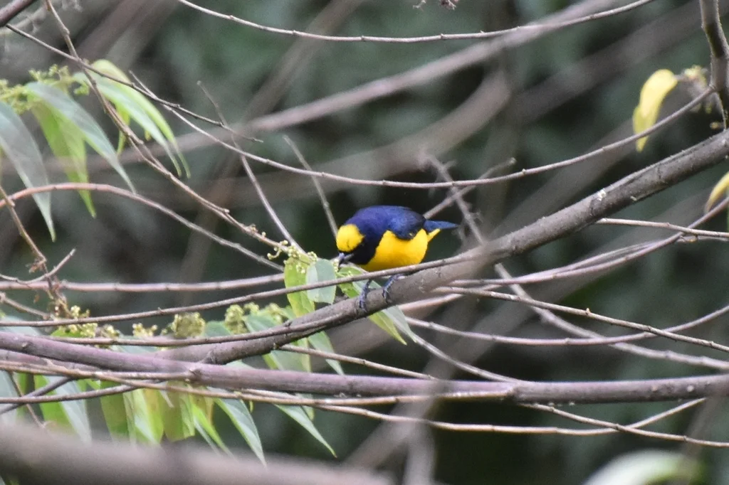 特立尼达歌雀（Euphonia trinitatis）