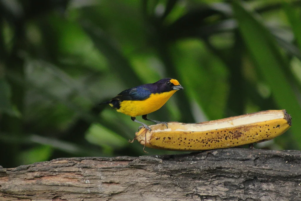 紫歌雀(Euphonia violacea)