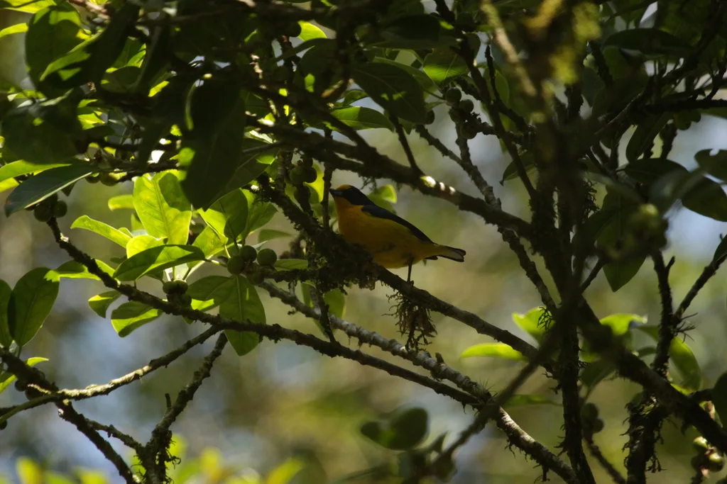 紫歌雀(Euphonia violacea)
