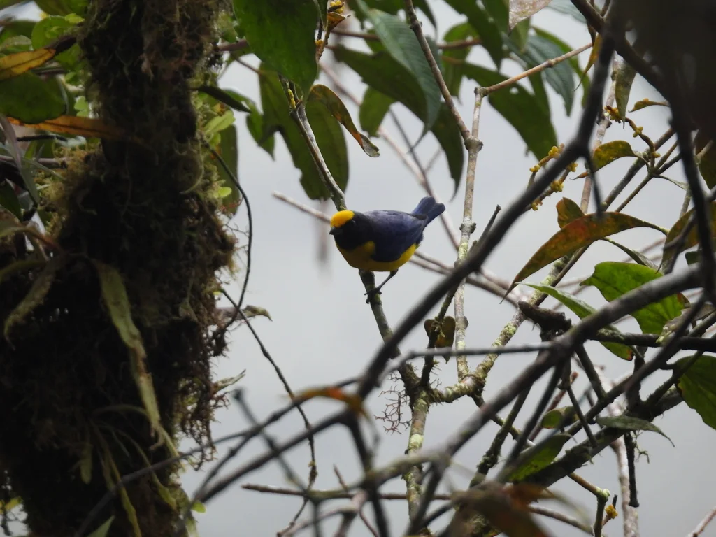 橙腹歌雀(Euphonia xanthogaster)