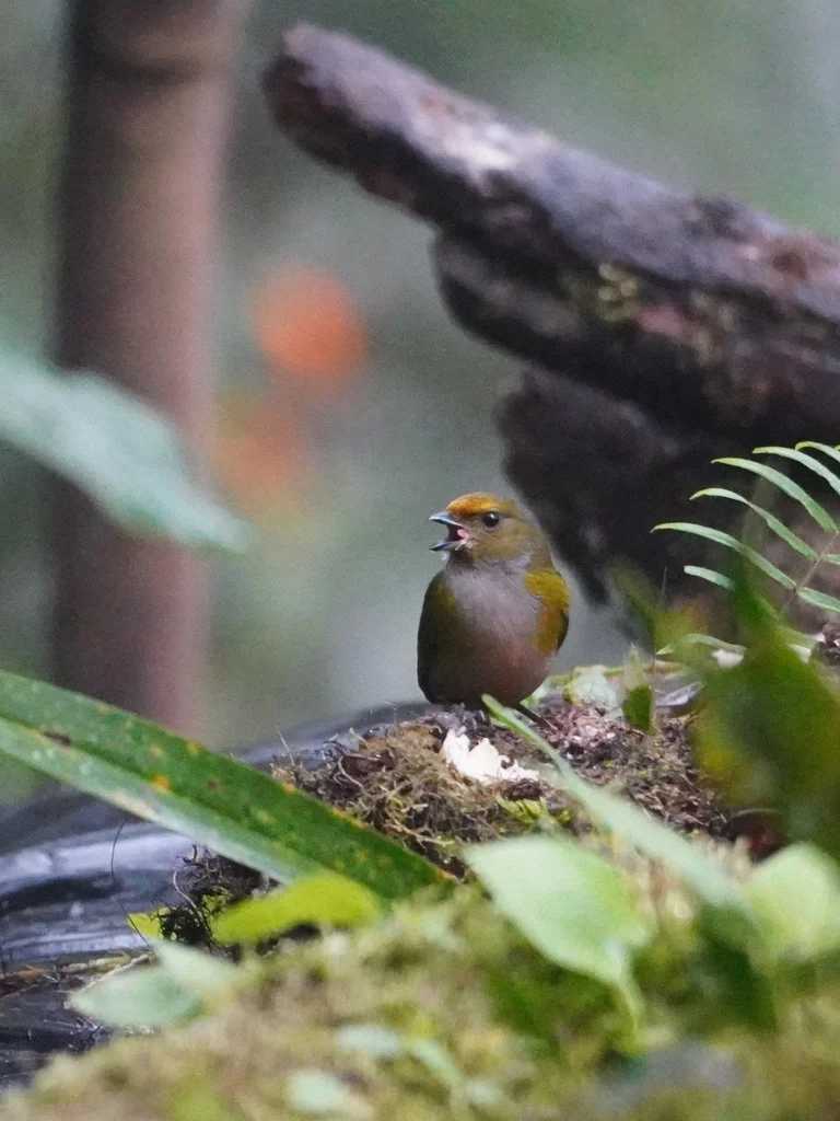 橙腹歌雀(Euphonia xanthogaster)