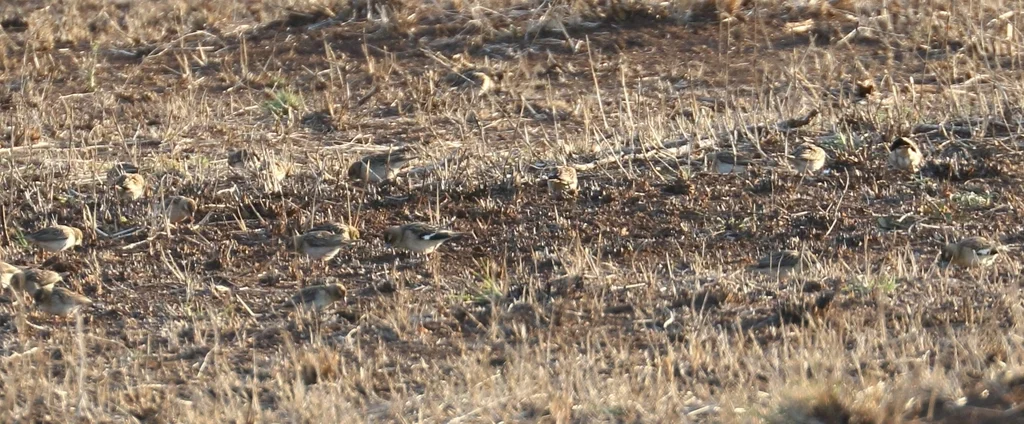 白翅巧织雀(Euplectes albonotatus)