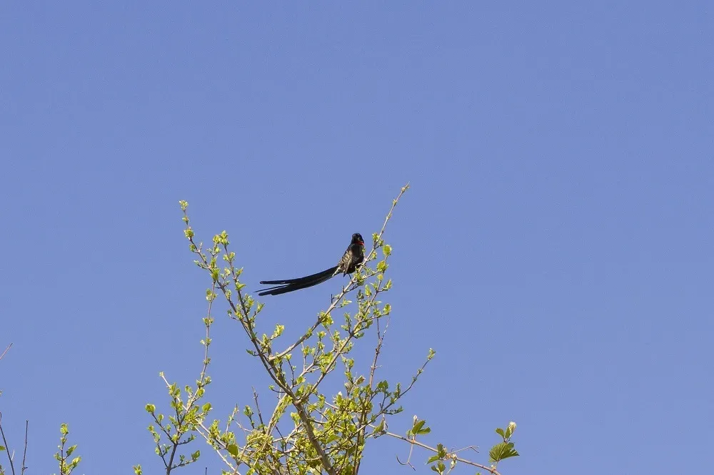 红领巧织雀(Euplectes ardens)