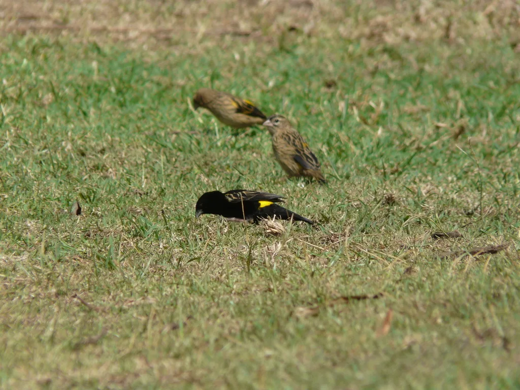 黄巧织雀(Euplectes capensis)