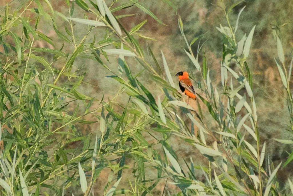 橙巧织雀(Euplectes franciscanus)